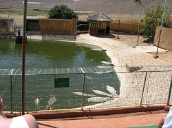 Парк крокодилов (Сосоdrilo Park)